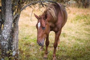 güzel bir kahverengi at portresi