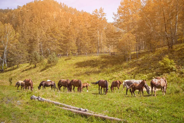 Коричневые лошади едят траву в летний день — стоковое фото