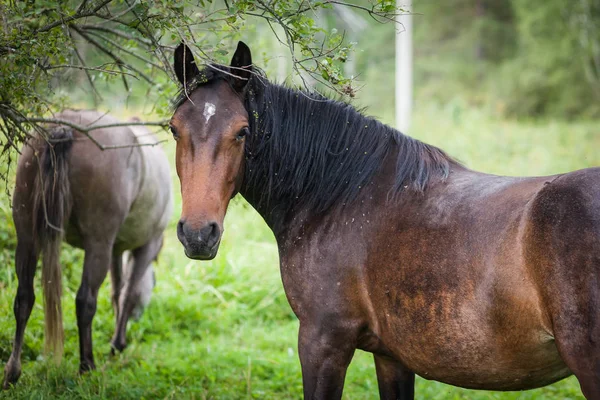 Portrait of a rusty beautiful horse — Stock Photo, Image