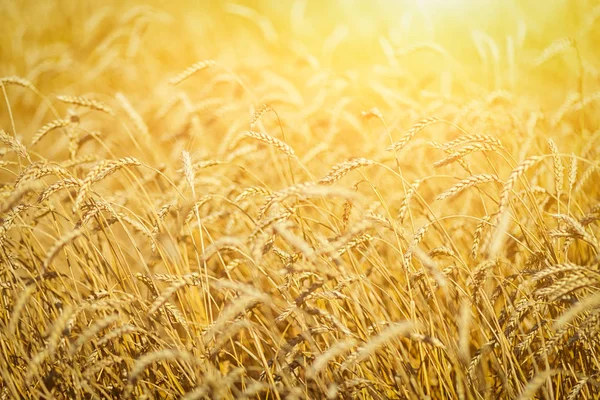 Background of yellow wheat — Stock Photo, Image