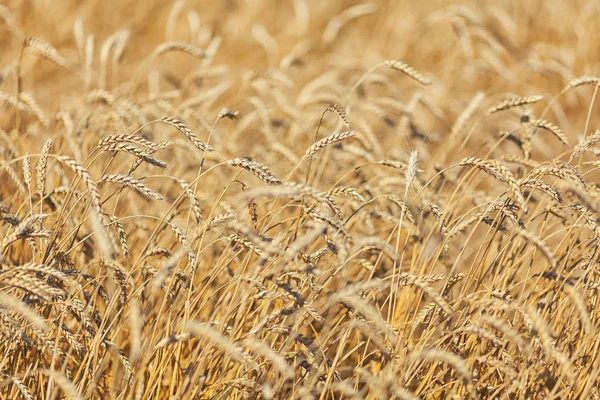 Background of yellow wheat — Stock Photo, Image