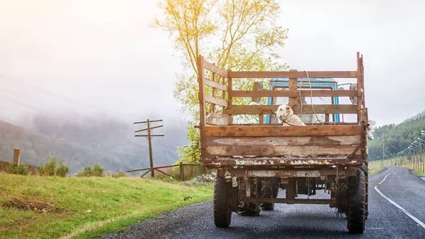 개 오래 된 트럭의 뒤쪽에 앉아 — 스톡 사진