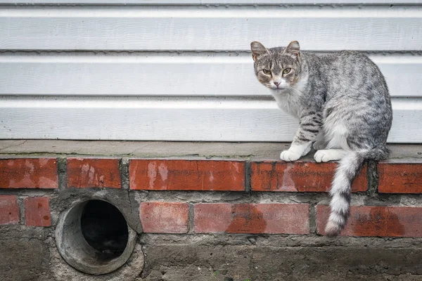 Een grijze kat met een witte strepen — Stockfoto