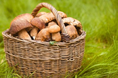 büyük beyaz mantar