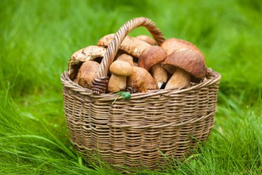 büyük beyaz mantar