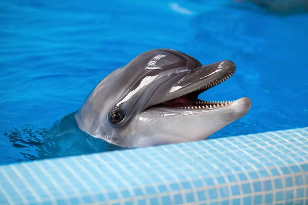 Close-up of a gray dolphin — Stock Photo, Image