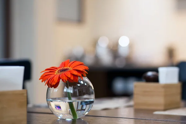 Schöne orange Gerbera — Stockfoto