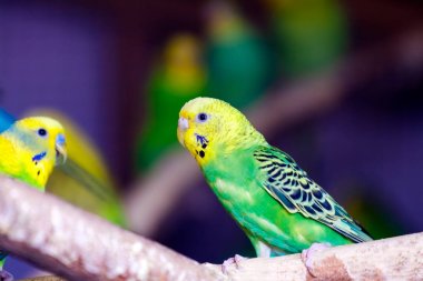 Ahşap bir dalda bir genç güzel sarı-yeşil papağan ya da melopsittacus undulatus Close-Up tünemiş