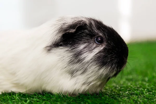 Крупным Планом Маленькая Черно Белая Морская Свинка Cavia Porcellus Черными — стоковое фото