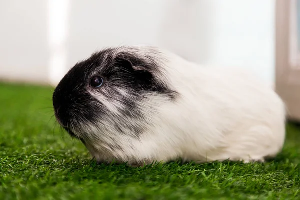 Крупным Планом Маленькая Черно Белая Морская Свинка Cavia Porcellus Черными — стоковое фото