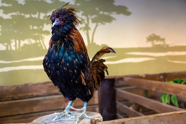 Primer Plano Polla Negra Marrón Gallus Gallus Domesticus Una Pluma — Foto de Stock