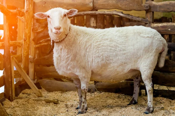 Nahaufnahme Eines Jungen Weißen Schafes Oder Einer Olive Einem Stift — Stockfoto