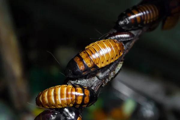 Close Four Red Brown Large Madagascar Cockroaches Gromphadorhina Sit Wooden — Stock Photo, Image