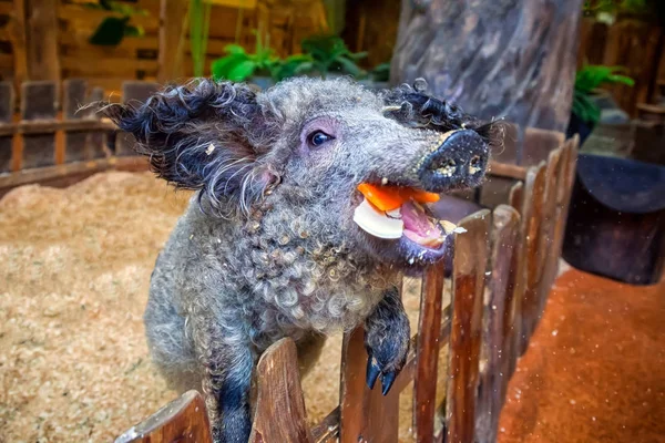 Primer Plano Joven Cerdo Rosa Divertido Con Pelo Negro Sonriendo — Foto de Stock