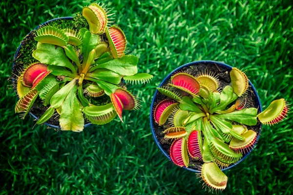 Yeşil bir suni çim, üstten görünüm üzerinde bir tencerede genç parlak yeşil Dionaea muscipula Close-Up