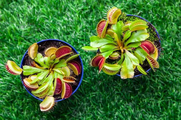 Primo Piano Una Giovane Muscipula Verde Brillante Dionaea Una Pentola — Foto Stock