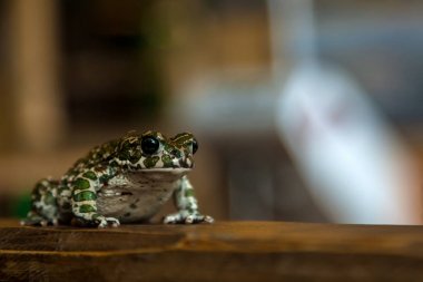 Close-up of a beautiful green spotted frog or Pelophylax ridibundus  with large black eyes sitting on a wooden shelf clipart