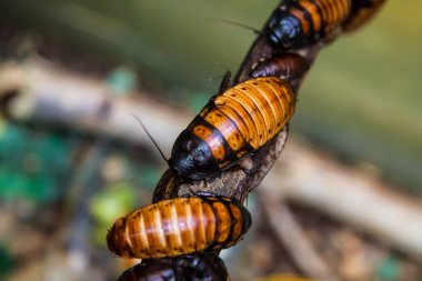 Yakın çekim dört kırmızı-kahverengi büyük Madagaskar hamamböceği veya Gromphadorhina sit ahşap raf