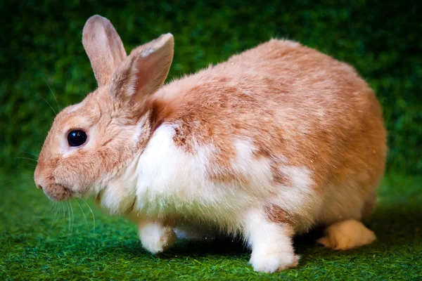 Primer Plano Pequeño Conejo Blanco Beige Divertido Con Los Ojos — Foto de Stock