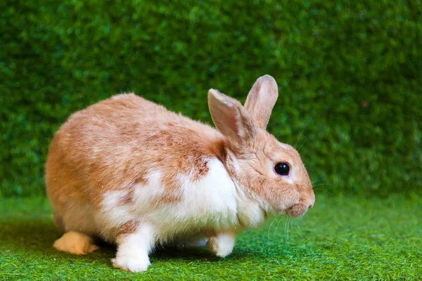 Close Small Funny White Beige Rabbit Black Eyes Sitting Green — Stock Photo, Image