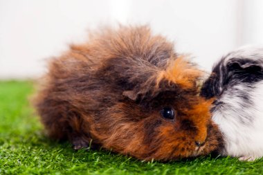 Yakın çekim yeşil suni çim odada oturan siyah gözlü küçük komik kahverengi tavşan