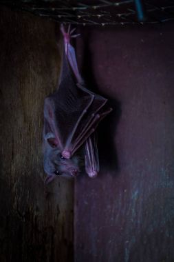 Close-up of a black bat or Microchiroptera in a contact zoo clipart