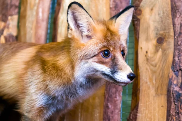 Close Young Beautiful Brown Fox Vulpes Big Black Eyes Licking — Stock Photo, Image