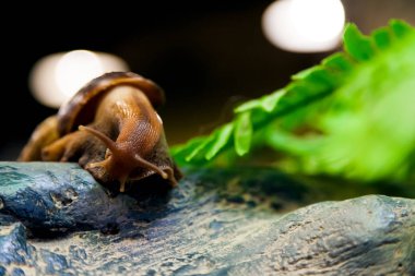Alt görünümü ev bir kafeste ahşap dal tarçın salyangoz veya Gastropoda Close-Up oturur