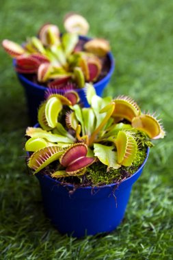 parlak yeşil Dionaea muscipula 