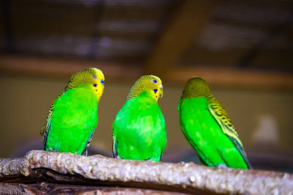 Close Three Beautiful Yellow Green Parrot Melopsittacus Undulatus Perched Wooden — Stock Photo, Image