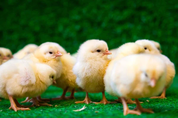 Крупный План Много Маленьких Желтых Цыплят Галлус Галлус Черными Глазами — стоковое фото