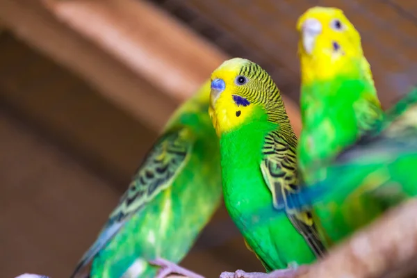 Güzel sarı-yeşil papağan — Stok fotoğraf