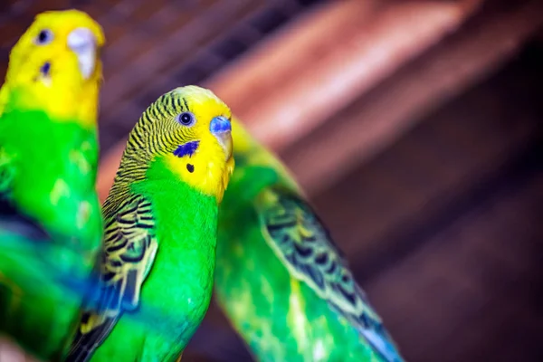 아름 다운 노란색-녹색 앵무새 — 스톡 사진
