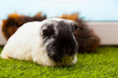 siyah-beyaz eskiden şiling şimdi domuz 