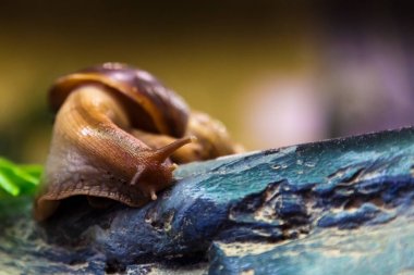 Tarçın bir salyangoz Close-Up  