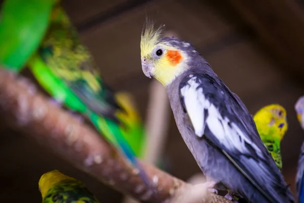 Közeli kép: a három gyönyörű papagáj — Stock Fotó