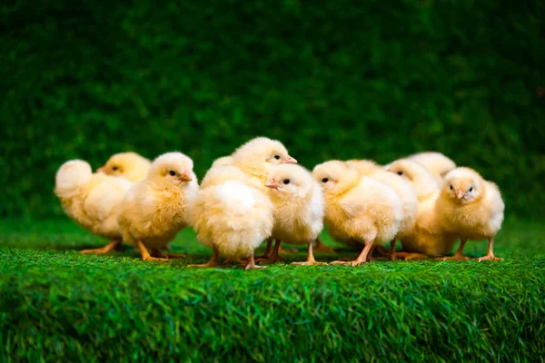 Malé žluté kuřat — Stock fotografie