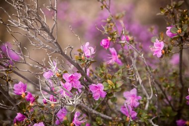 Close-Up bir çalı duvar veya ormangülü ledebourii mor çiçekler