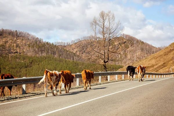 Herd Brown Cows Walk Highway Mountainous Terrain Warm Sunny Summer — Stock Photo, Image