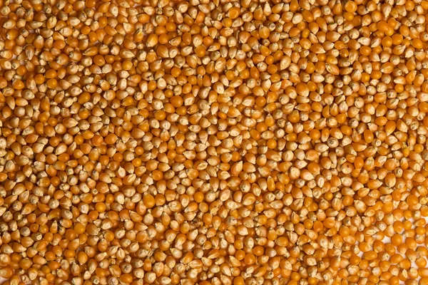 Close Uncooked Yellow Corn Grains Healthy Food Concept Dry Corn — Stock Photo, Image