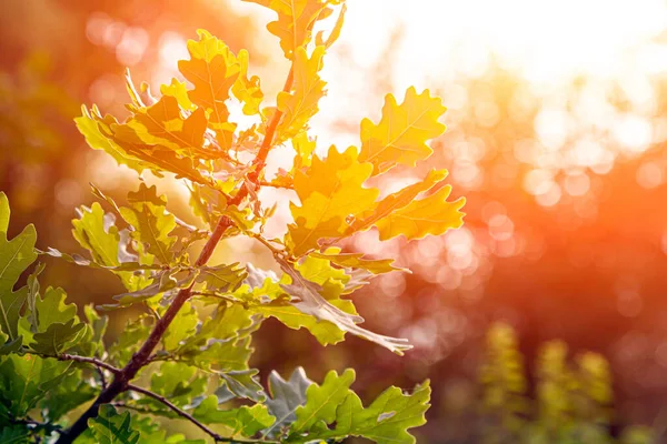 Close Beautiful Fresh Bush Branch Oak Green Leaves Background Blurred — Stock Photo, Image