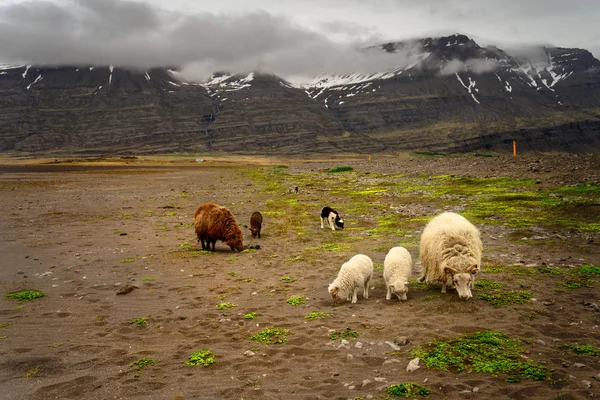 Koyun karayoluyla, İzlanda