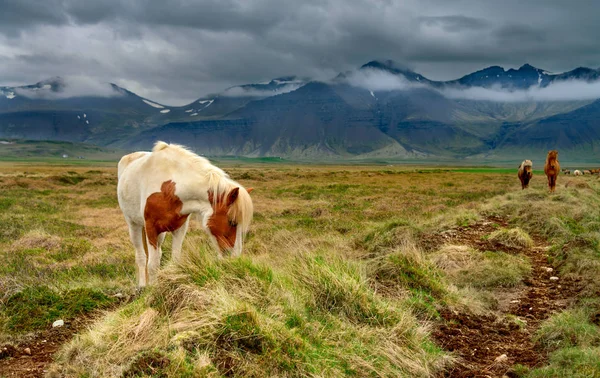 İzlandalı atlar ve dağlar