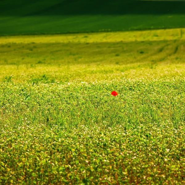 Poppy flower in a field — Stock Photo, Image