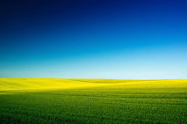 Hermoso Paisaje Abstracto Verano Con Campo Verde Trigo Cielo Azul —  Fotos de Stock