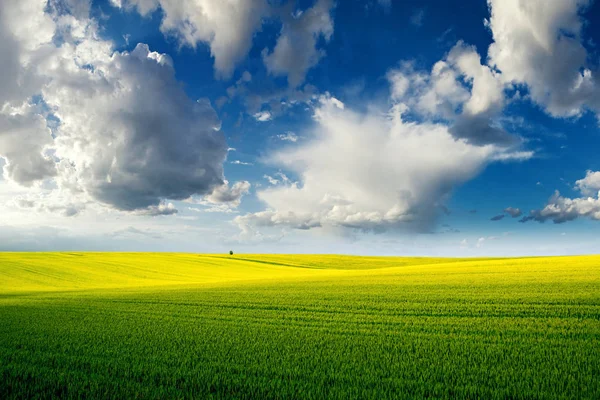 Vackra Sommarlandskap Med Grön Vetefält Och Grumlig Blå Himmel Ovanför — Stockfoto