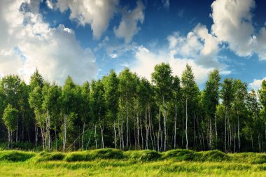 Beautiful landscape with birch tree forest, blue cloudy sky above it. Summer sunny landscape. clipart