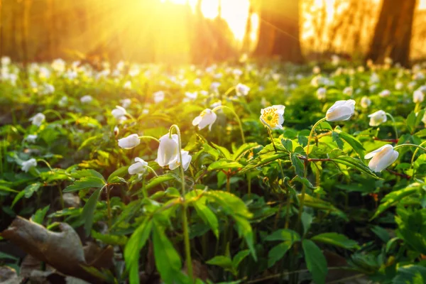 Fiori Bucaneve Primaverili Una Foresta Tramonto Sfondo Foto Stock