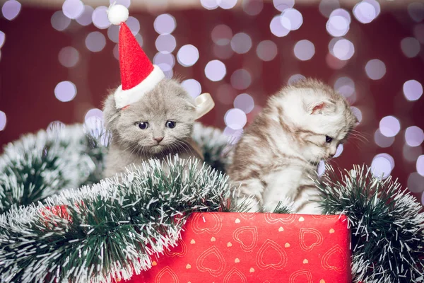 穿上圣诞老人的帽子坐在礼品盒上的两只小猫 — 图库照片