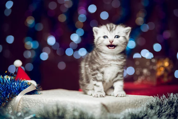 クリスマス プレゼントの上に座ってとらぬ子猫 — ストック写真